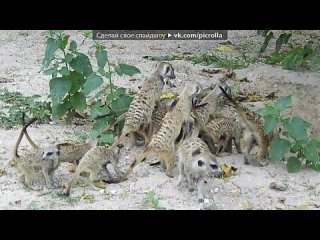 video whiskers под музыку gregorian amelia brightman moment of peace live in berlin picrolla sex