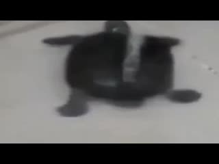 video черепашка моется в душе под алишера моргенштерна sex