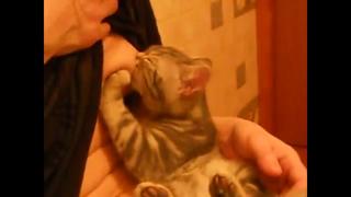 video котёнок сосёт грудь а хозяйка ловит кайф sex