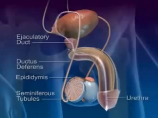 video как выходит сперма эякуляция анимация sex