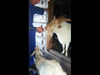 video козлик любитель покурить sex
