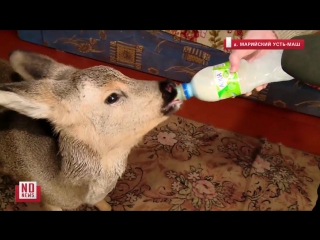 video деревенская семья выходила раненую косулю sex