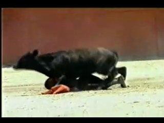 video бык трахнул женщину карлика тореодора ыыыыыыы sex