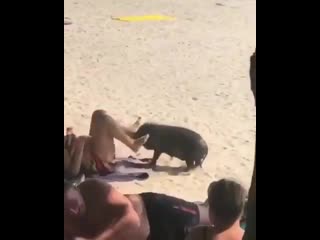 video свинья пристала на пляжу к женщине sex