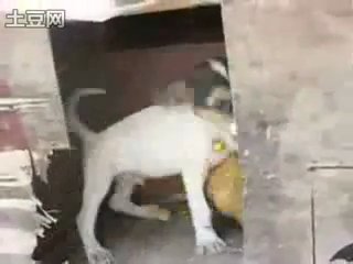 video horny dog sex