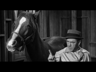 video horsing around sex