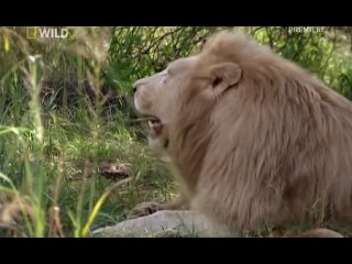 video львиный смотритель the lion ranger 2010 1 серия sex