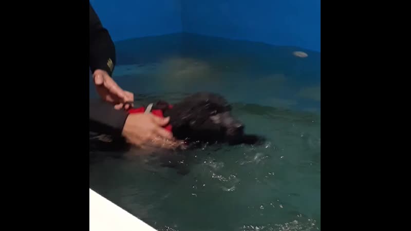video pornleegotti vid 20590430 002737 443 mp4 sex