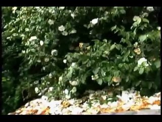 video выблеванная жертва 2008 жанр снафф трэш хоррор некрореализм sex