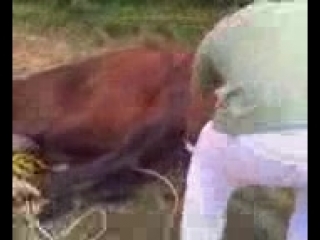 video castration of stallion sex