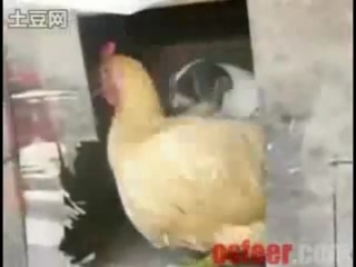 video horny dog rapes chicken sex