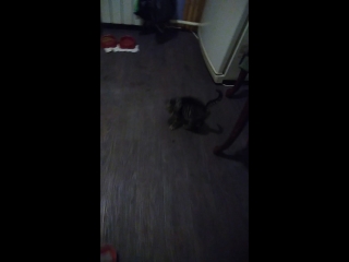 video снимаю с моим котёнком снимаю видео с моим котёнком васей sex