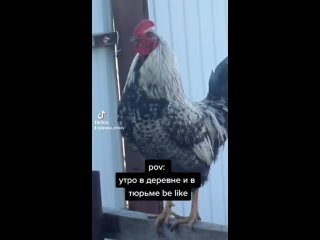 video утро в деревне и в тюрьме начинается с крика петуха sex