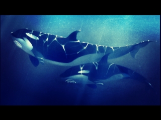 video ennio morricone саундтрек фильма смерть среди айсбергов orca main theme we are one carol connors sex