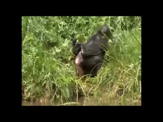 video amour africain sex