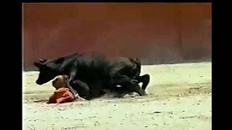 video бык поимел женщину карлика тореодора sex