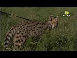 video sunny the cheetah diaries s01e04 rus mp3 satrip xvid 2008 sex