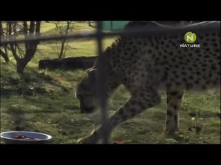 video 宅男福利pr社极品网红少女我是你可爱的小猫之被哥哥把pp打红 the cheetah diaries s01e08 rus mp3 satrip xvid 2008 sex