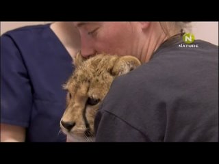 video vegas the cheetah diaries s03e08 rus mp3 satrip xvid 2012 sex