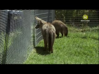 video sex the cheetah diaries s03e12 rus mp3 satrip xvid 2012 sex
