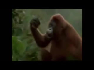 video фанат моргенштерна жестко флексит под его новый трек пососи 1 mp4 sex