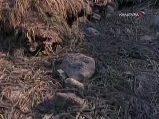 video bbc сверхъестественные способности молодые серия 2 из 6 sex
