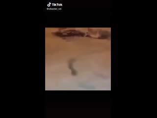 video ебанутая мышь флексит под моргенштерна sex