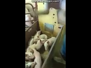 video поймал пленных украинских военных sex