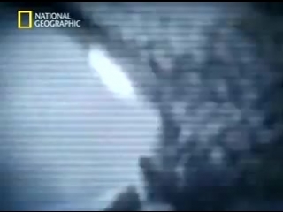 video national geographic сексуальное и гендерное разнообразие в природе sex