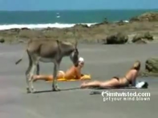 video возбуждённый осёл оказался на пляже sex