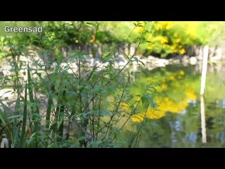 video водные растения индикаторы загрязнения водоёмов sex