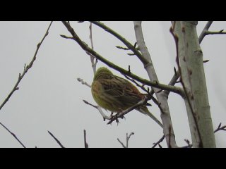 video овсянка обыкновенная перелётная птичка sex