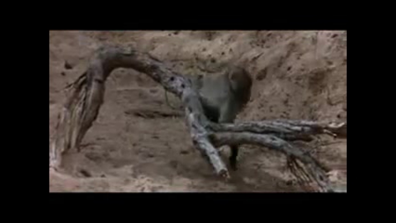 video африканская пьянь молодые тоже любят расслабиться sex