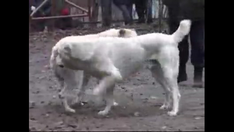 video бойцовые молодые гомосеки знакомства для геев sex