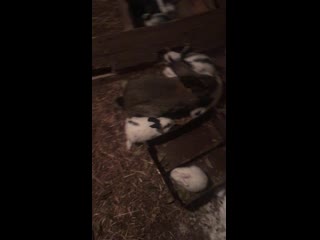video 黑丝美腿ol办公女王范调教虐待不听话的私人贱狗奴打的直蹦达要哭了喝尿吃屎口味太重了 img 0539 mov sex