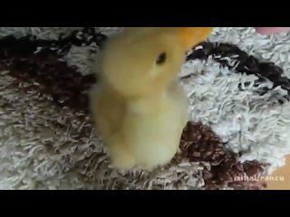 video что если вместо щенка вам подарили бы маленького утёнка sex