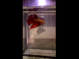 video 网曝门事件浙江师大外语系马晓晓与印度阿三男友流出没想到妹子外表斯文床上如此淫骚 mov 0918 mp4 sex