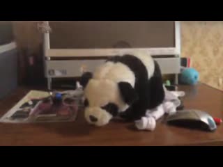 video 角色扮演剧情演绎母子乱伦妈妈午睡黑丝袜蕾 amfx cod emp take 0012 mov sex