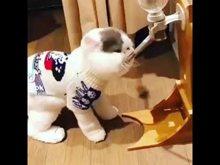 video 斗鱼tv主播zz小姨妈熊猫祖祖小姨妈露奶扣穴下海视频第二部 vid 253510123 010216 220 mp4 sex