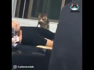 video шаловливые и ласковые кошечки sex