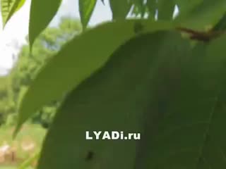 video секс похождения молодой латышки sex