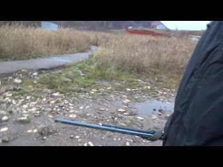 video стреляем с женой из итальянского гладкоствольного ружья бинелли sex