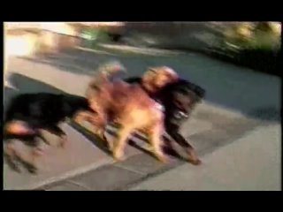 video памела андерсон и томми ли украденный медовый месяц 1998 sex