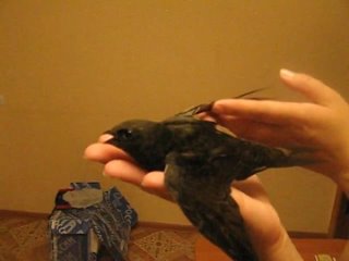 video стрижи так прикольно зевают 0 sex