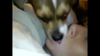 video dog french kiss sex