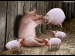 video смешная свинья надувает другую свинью mp 4 sex