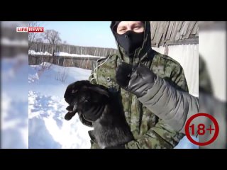 video в башкирии мусульманские живодеры отрубили кролику голову в честь дня всех влюбленных sex