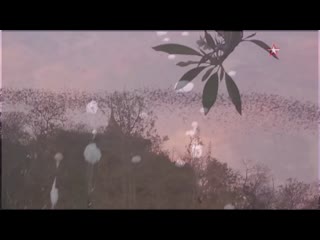 video обитатели ночного неба sex
