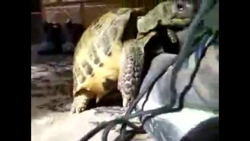 video черепашка трахает угар порно жесть ахахахаха кот пиздец смешно пипец ржу не могу полный пёс медведь драка sex