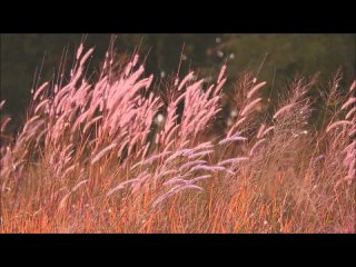 video музыкальная композиция appassionata исполняет дуэт secret garden альбом white stones sex
